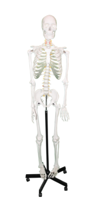 Picture of Medical Skeleton