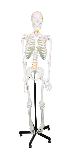 Picture of Medical Skeleton