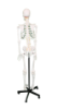 Picture of Medical Skeleton